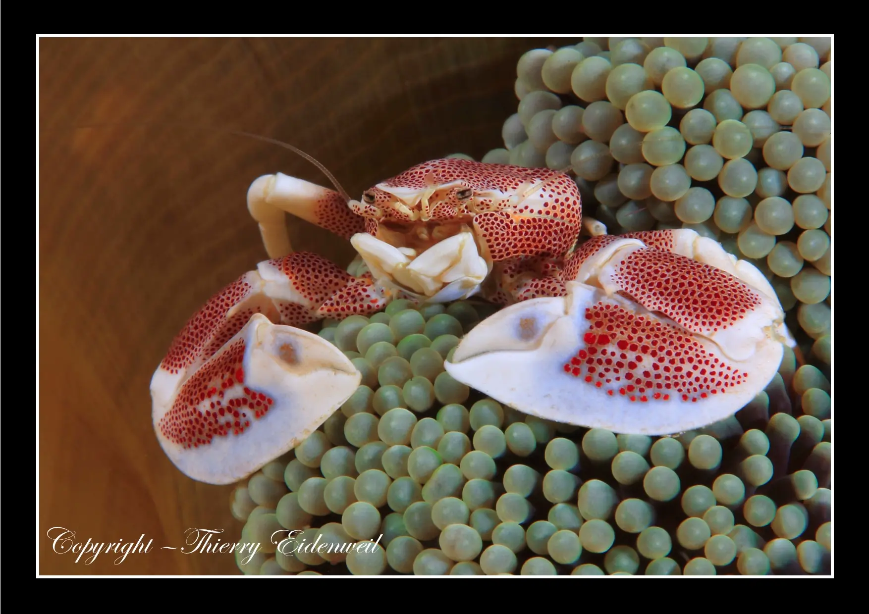 Anilao Macro Dive Media Highlight